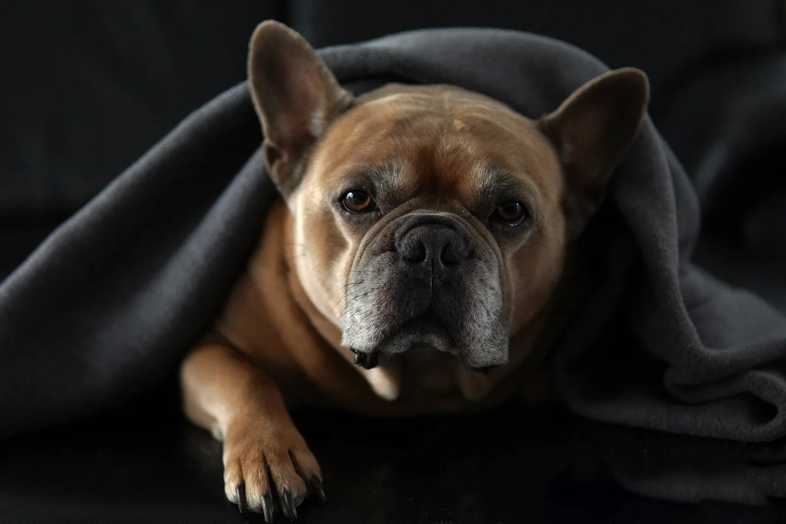 AI animal character image for social-ready visual concepts