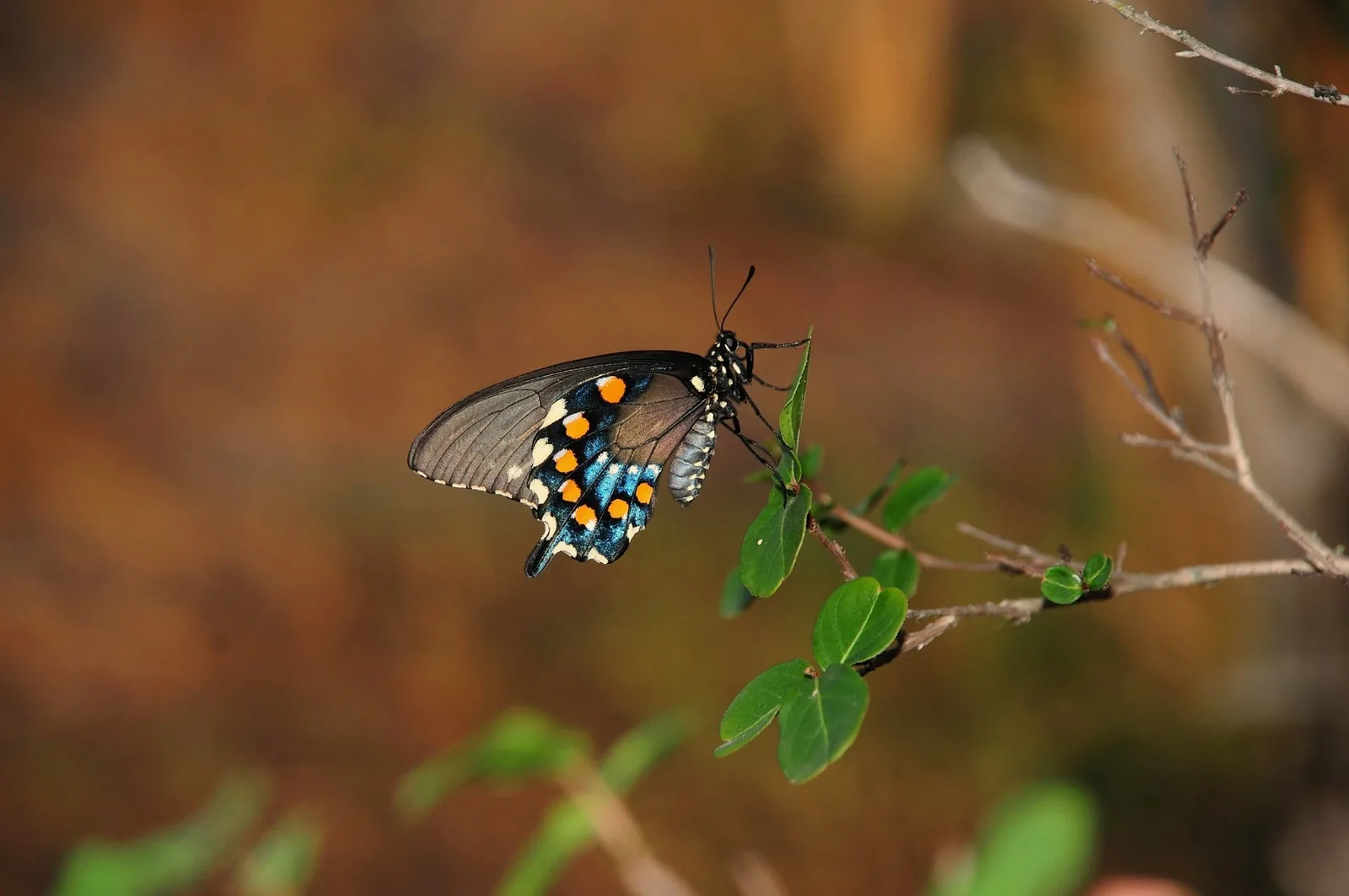 AI image example with butterfly macro detail for nature-inspired creative output