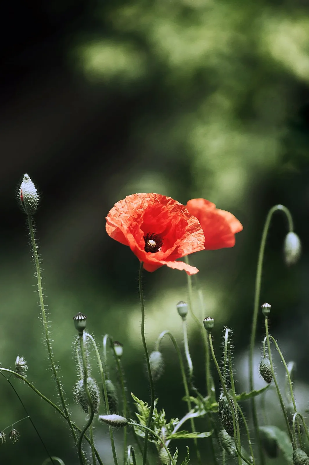 AI brand moodboard visual with flower-inspired creative style