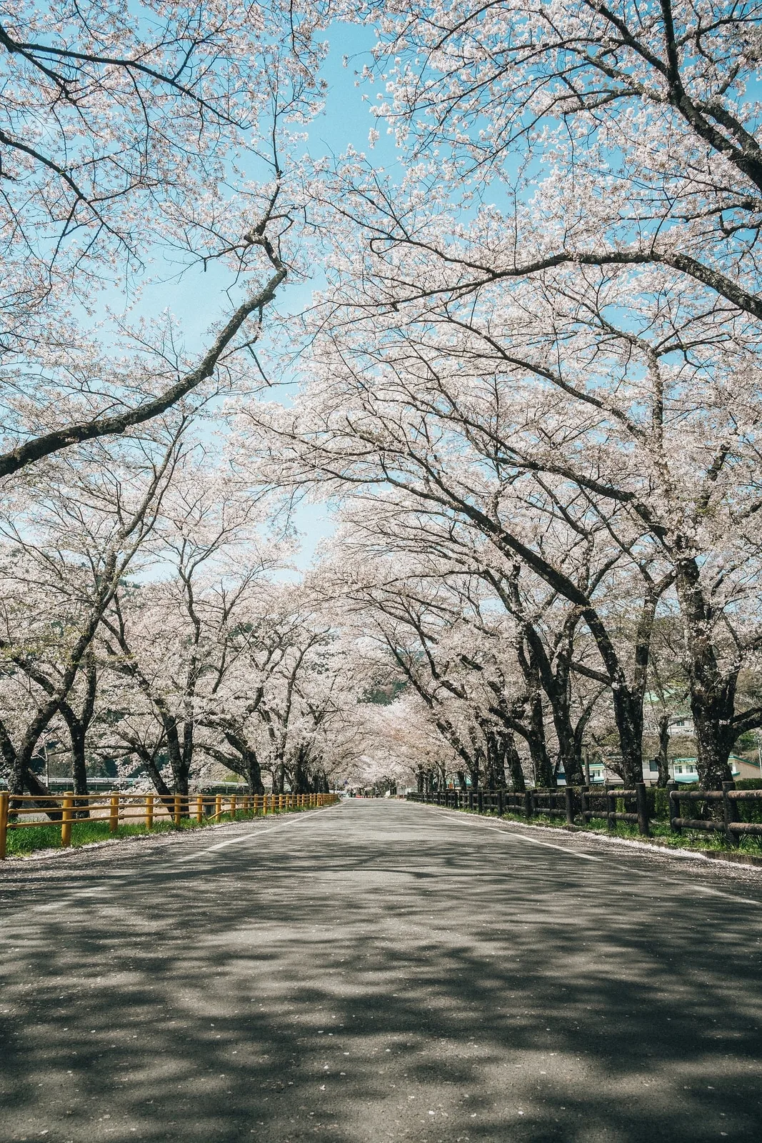 AI-generated cherry blossom visual for soft lifestyle and seasonal creative ideas