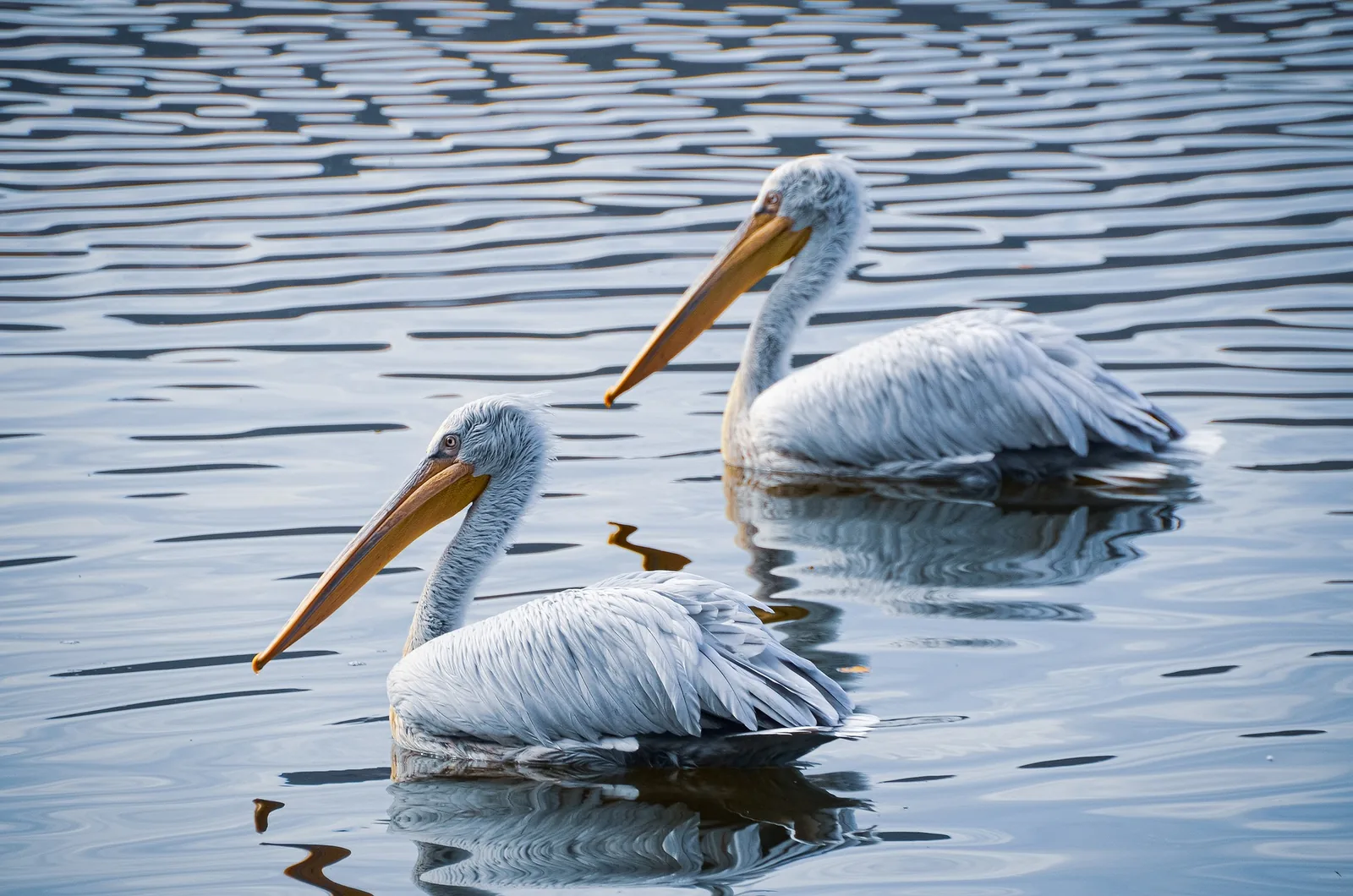 AI image example for clean subject-focused creative output
